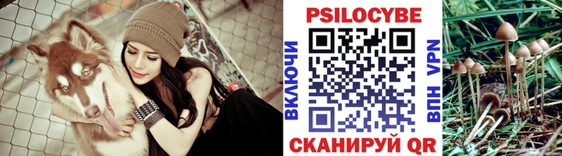 Галлюциногенные грибы Psilocybine cubensis  Купить  Новокубанск 